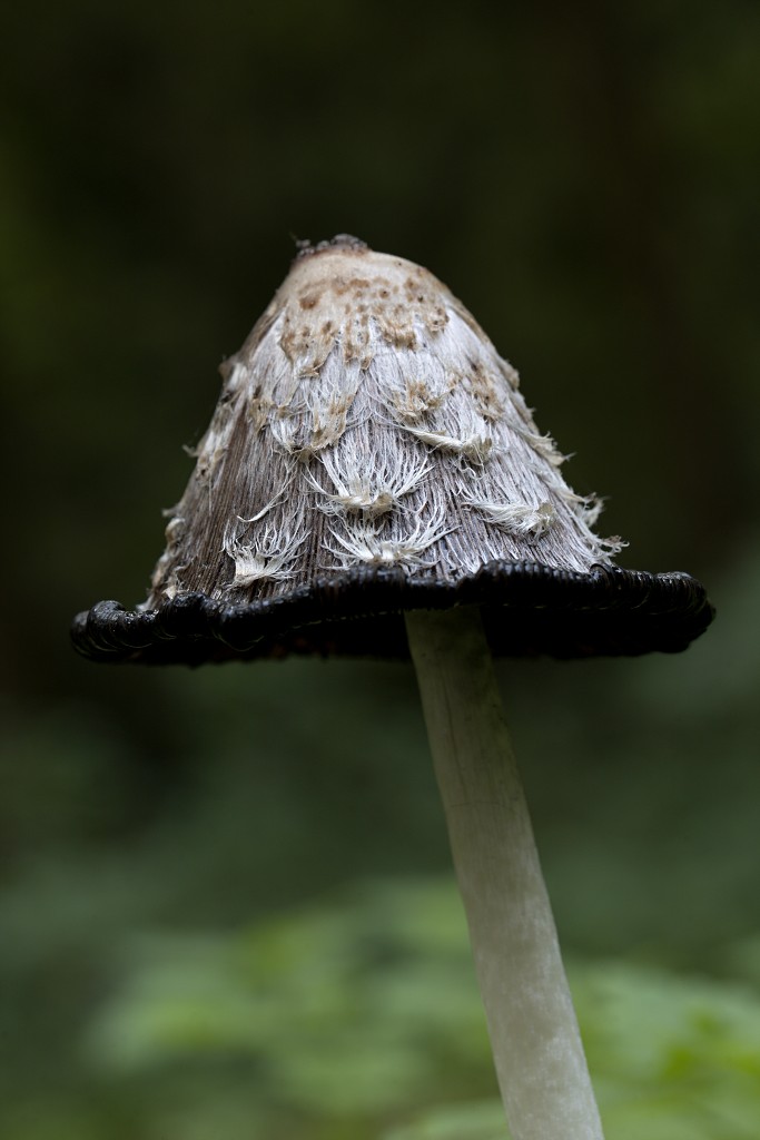 paddenstoel paddenstoelen paddestoel paddestoelen schimmel zwam schimmels zwammen hdr paddo paddos champignon champignons herfst najaar